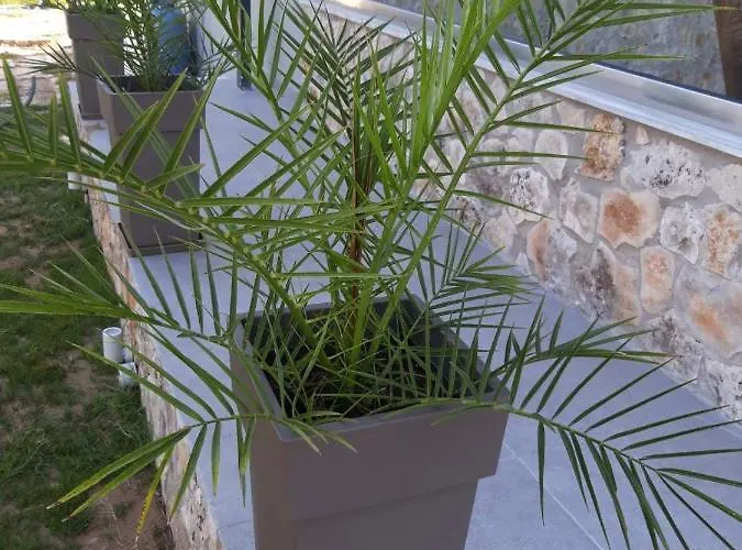 Hara Rachoni (Thasos)